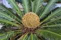 Female cone and foliage of cycas revoluta cycadaceae sago palm Royalty Free Stock Photo