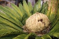 Female cone and foliage of cycas revoluta cycadaceae sago palm Royalty Free Stock Photo