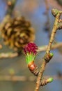 Female cone of Larch