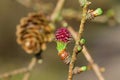 Female cone of Larch