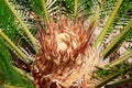 Cycas revoluta - Sago Palm Royalty Free Stock Photo