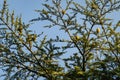 Female cones on branches of Cedar Tree Cedrus libani or Lebanon Cedar in Massandra park Crimea Royalty Free Stock Photo