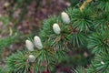 Female cones of the Cedar of Lebanon (Cedrus libani) Royalty Free Stock Photo