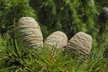 Female cones and leaves of himalayan cedar Royalty Free Stock Photo