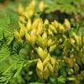 Female cones on the Occidental Arborvitae, Thuja occidentalis Royalty Free Stock Photo
