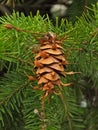 Douglas Fir pine cone in spring