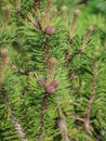 Female cones and young shoots and young shoots of dwarf mountain pine latin name: Pinus mugo Royalty Free Stock Photo