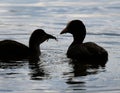 Female coot feeding young weed in fresh water lake.