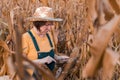Female corn farmer using digital tablet in cornfield, smart farming Royalty Free Stock Photo