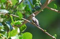 Female Costas Hummingbird resting in Hibiscus bush