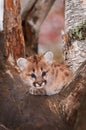 Female Cougar Kitten Puma concolor Crossed Paws Royalty Free Stock Photo