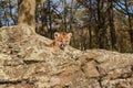 Female Cougar Kitten (Puma concolor) Looks Out Royalty Free Stock Photo