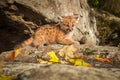 Female Cougar Kitten (Puma concolor) Looks Out from Ledge Royalty Free Stock Photo