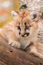 Female Cougar Kitten (Puma concolor) Looks Out from Tree Royalty Free Stock Photo