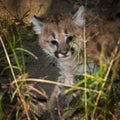Female Cougar Kitten (Puma concolor) Creeps Through Grass