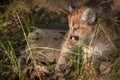 Female Cougar Kitten (Puma concolor) Looks Left in Grass