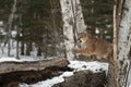 Female Cougar (Puma concolor) Claws at Tree Snarling Winter