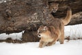 Female Cougar Puma concolor After Jumping Out of Log Winter