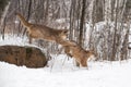 Female Cougar Puma concolor Leaps Off Rock to Pounce on Sibling Winter Royalty Free Stock Photo