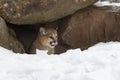 Female Cougar Puma concolor Licks Nose While Looking Out From Inside Rock Den Winter