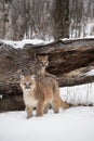 Female Cougar Puma concolor Lies Inside Hollow Log Sibling in Foreground Winter