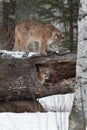 Female Cougar Puma concolor Looks Down at Sibling Lying Inside Hollow Log Winter