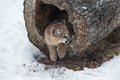 Female Cougar Puma concolor Looks Right Out of End of Hollow Log Winter