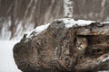 Female Cougar Puma concolor Peers Out From Inside Hollow Log Winter