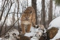 Female Cougar Puma concolor Sniffs at Branch Winter