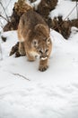 Female Cougar Puma concolor Stalks Forward Winter