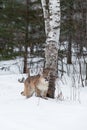 Female Cougar Puma concolor Stands in Front of Birch Tree Ears Back Winter Royalty Free Stock Photo