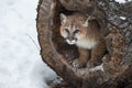 Female Cougar Puma concolor Stands Inside Hollow Tree Winter Royalty Free Stock Photo