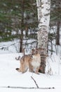 Female Cougar Puma concolor Stands Next to Birch Tree Winter Royalty Free Stock Photo