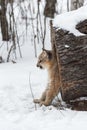 Female Cougar Puma concolor Stands With Paws Outside of Hollow Log Winter