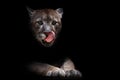 A female cougar puma peeps out of the darkness and greedily predatoryly licks its face with its red tongue, dreaming of