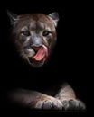 A female cougar puma peeps out of the darkness and greedily predatoryly licks its face with its red tongue, dreaming of