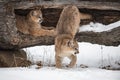 Female Cougars Puma concolor In and Jumping Out of Log Winter