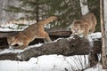 Female Cougars Puma concolor Knock Snow Off Hollow Log Winter