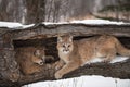 Female Cougars Puma concolor Lie Together in Log Winter