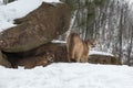 Female Cougars Puma concolor at Rock Densite Winter Royalty Free Stock Photo