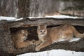 Female Cougars Puma concolor Together Inside Hollow Log Winter