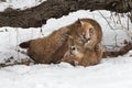 Female Cougars Puma concolor Wrestle Together in Snow Winter