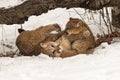 Female Cougars Puma concolor Wrestle Together Under Log Winter