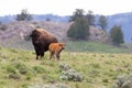 Female cow buffalo with newborn calf