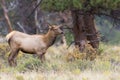 Female cow elk looking for bull elk Royalty Free Stock Photo