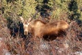 Female cow moose in Denali National Park in Alaska USA