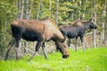 Female Moose Cow Calf Feeding On Grass Alaska Wilderness Royalty Free Stock Photo