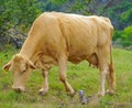 A Female Cow in a Pasture