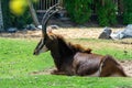 Female cow Sable antelope hippotraginae niger sitting in the grassland Royalty Free Stock Photo