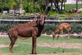 Female cow Sable antelope hippotraginae niger standing Royalty Free Stock Photo